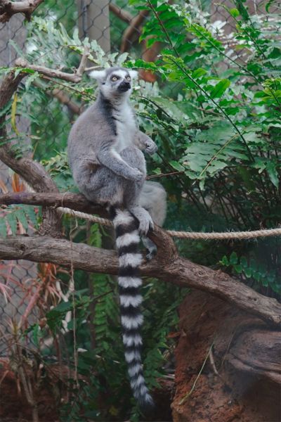 Possiamo apprezzare la lunga coda di un lemure