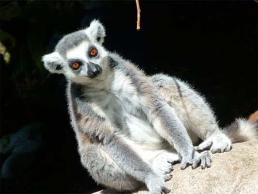 Foto frontale di un lemure
