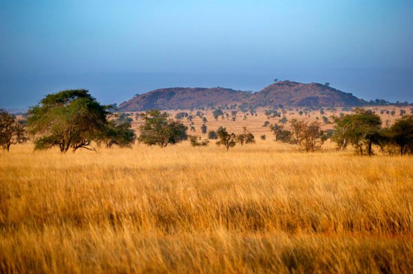 Paesaggio della savana