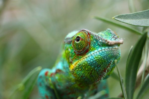 Camaleonti: Informazioni, Caratteristiche e Curiosità