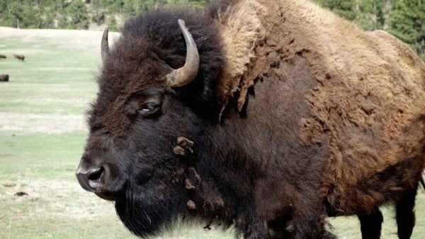 Il bisonte maschio è anche chiamato toro. La femmina, mucca.
