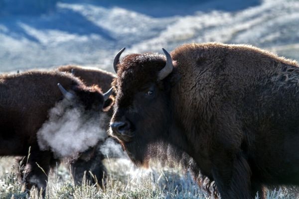 Il bisonte è un animale sociale che diventa solitario con l