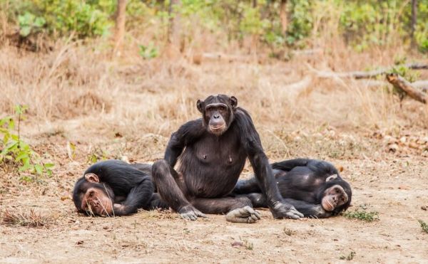 Scimpanzé: Informazioni, Caratteristiche e Curiosità
