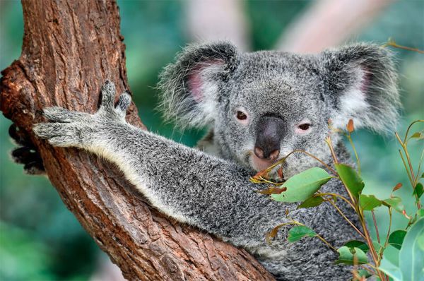 Foto frontale di un koala