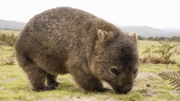 Wombat: Informazioni, Caratteristiche e Curiosità