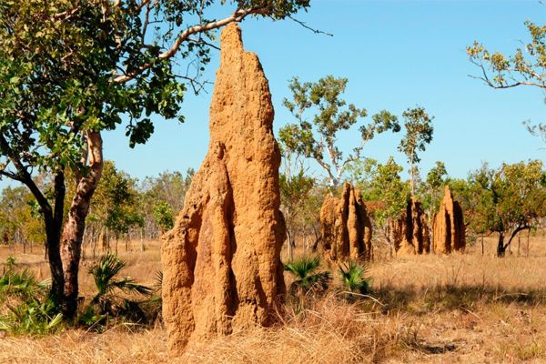 Colonia di termiti