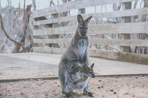Il canguro è uno degli animali vivipari
