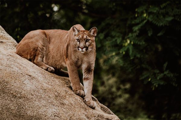Puma in cerca di preda su una roccia