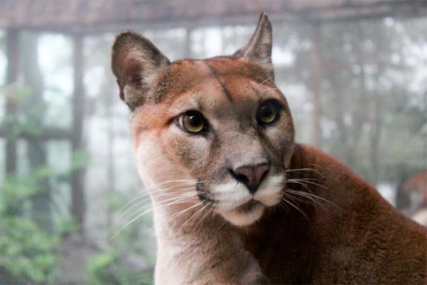 Puma: Informazioni, Caratteristiche e Curiosità